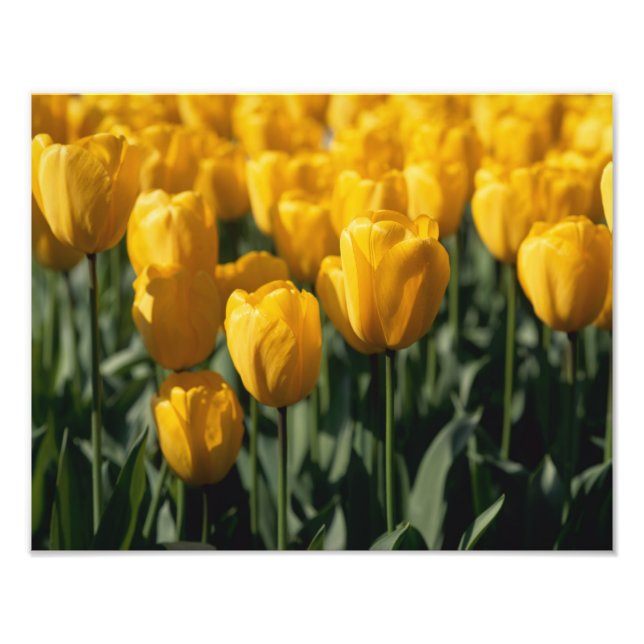 Tulips 3 photo print (Front)