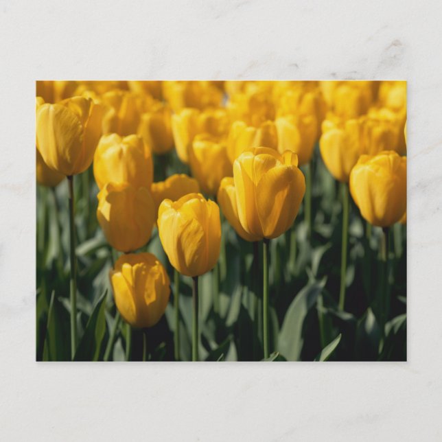 Tulips 3 postcard (Front)