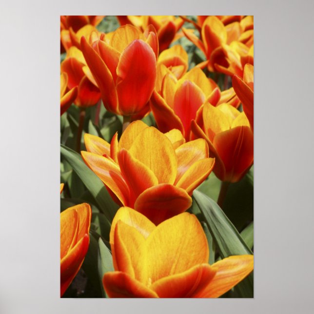 Tulips abound in Keukenhof Gardens, Holland. Poster (Front)