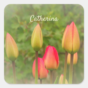 Tulips about to Bloom Personalised Photo Square Sticker