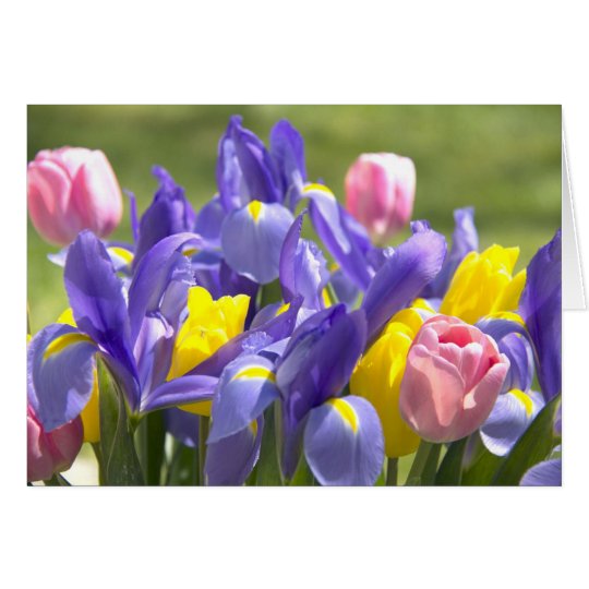 Tulips And Irises Flowers Greeting Card