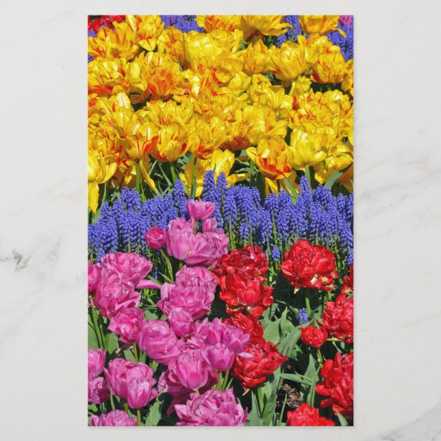 Tulips and muscari flowers (Front)
