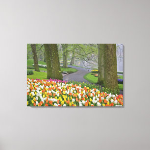Tulips and roadway, Keukenhof Gardens, Lisse, Canvas Print