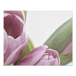 Tulips are Blooming Photo Print