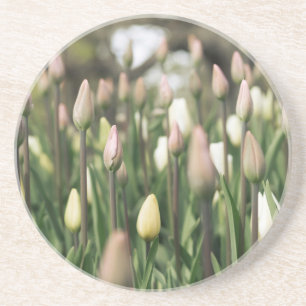 Tulips beginning to bloom coaster