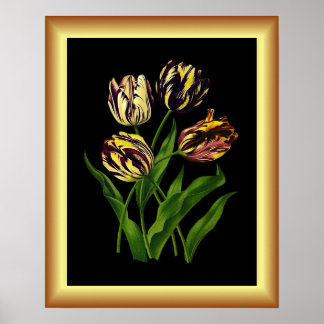 Tulips  Bizarres ~ Botanical Art Print ~