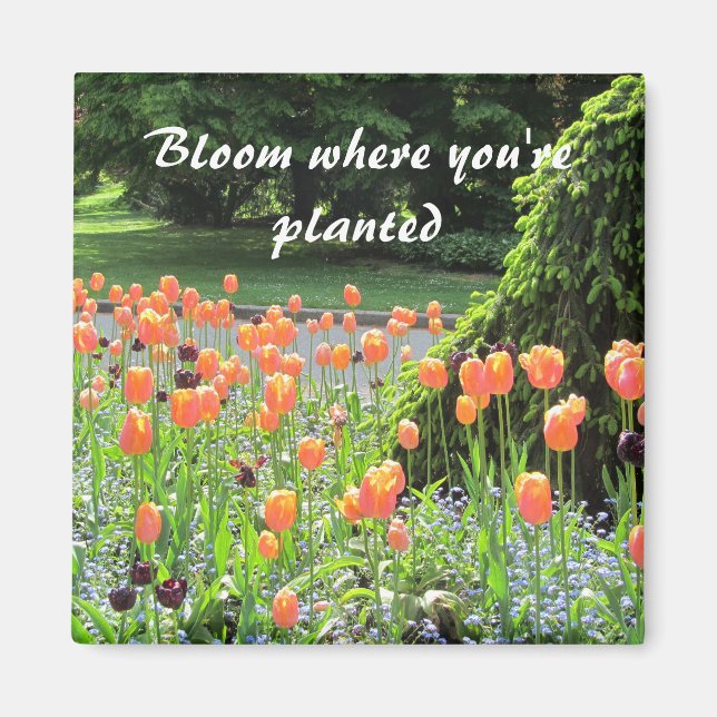 Tulips - Bloom Where You're Planted Magnet (Front)