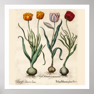 Tulips Botanical Print