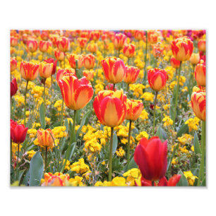 Tulips, Bright and colourful yellow and red Photo Print