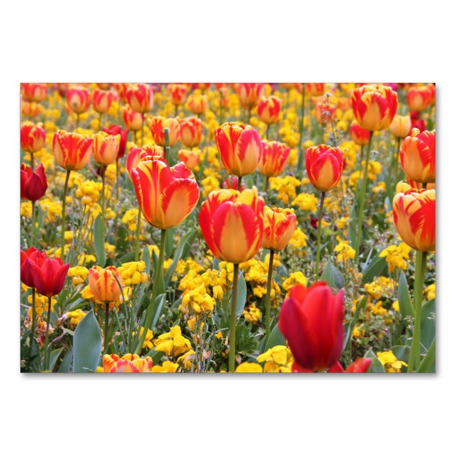 Tulips, Bright and colourful yellow and red Table Number (Front)