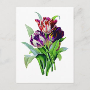 Tulips by Pierre Joseph Redoute Postcard
