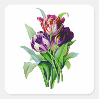 Tulips by Pierre Joseph Redoute Square Sticker