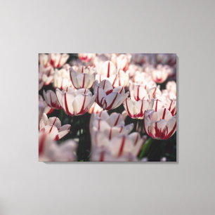 Tulips Canvas Print
