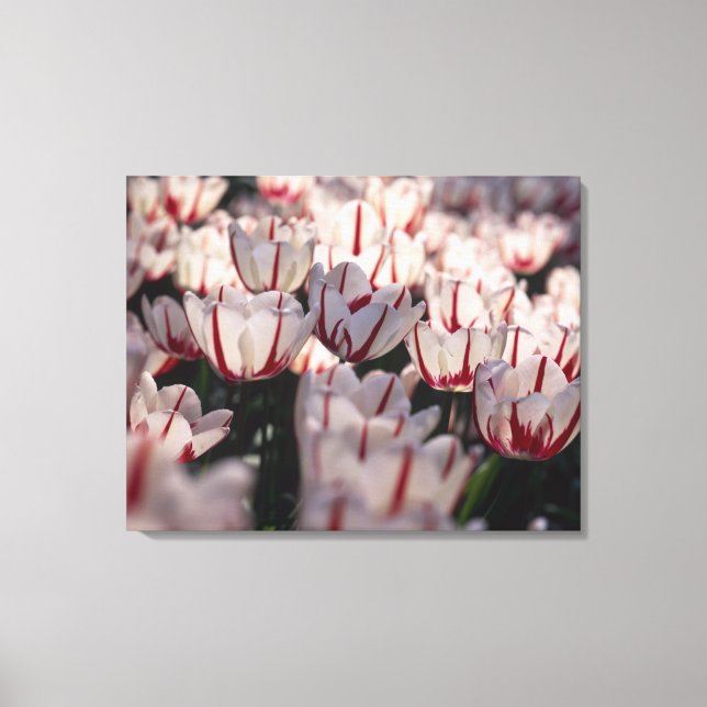 Tulips Canvas Print (Front)
