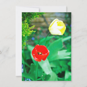 Tulips card