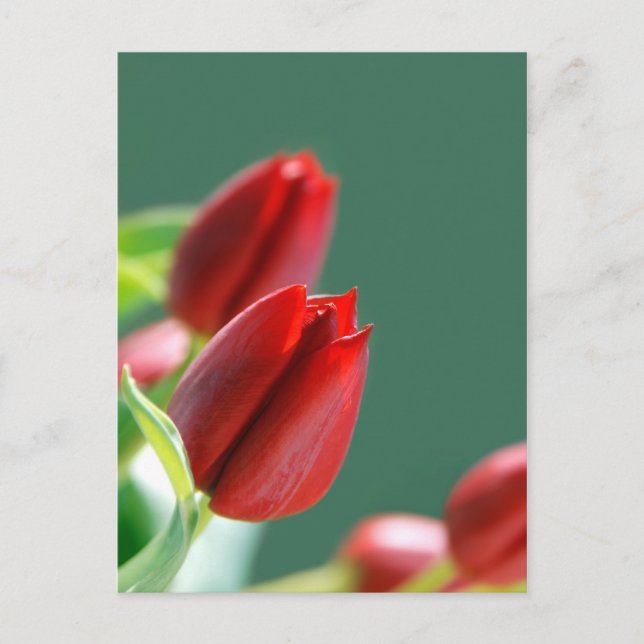 Tulips Card (Front)
