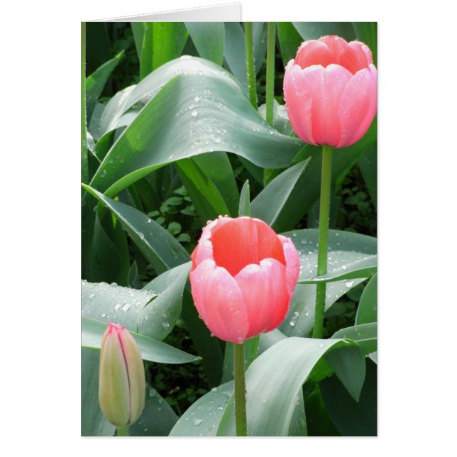Tulips card (Front)