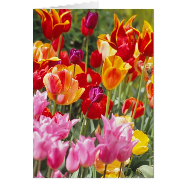 Tulips card (Front)