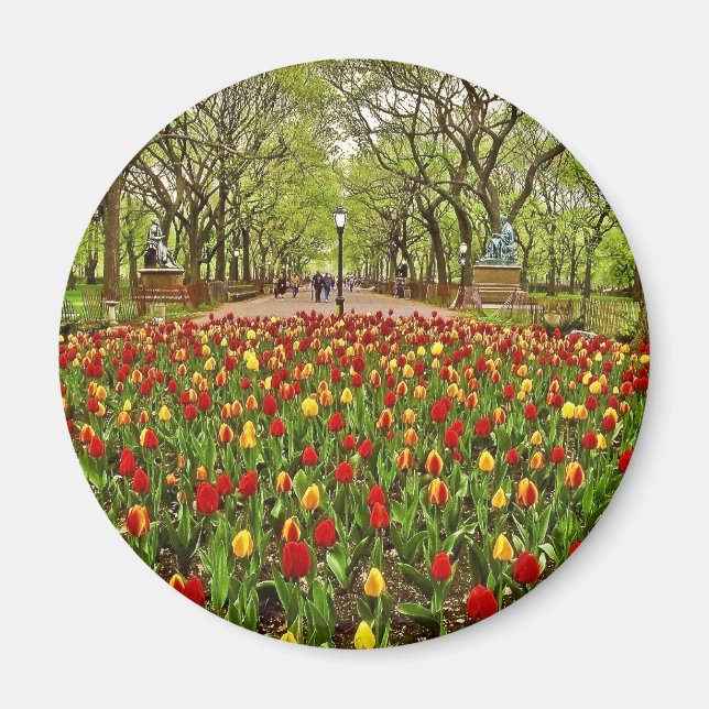 Tulips Central Park NYC Magnet (Front)