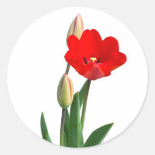 Tulips Classic Round Sticker