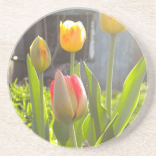 Tulips Coaster