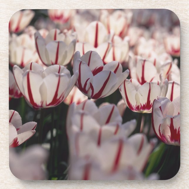 Tulips Coaster (Front)