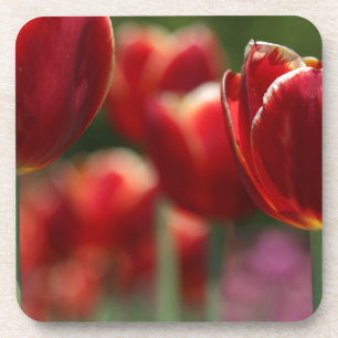 Tulips Coaster