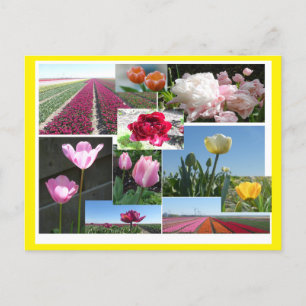 Tulips Collage DIY & Cust. Border Colour Postcard