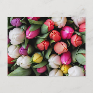 Tulips Colourful Flowers Easter Spring Postcard