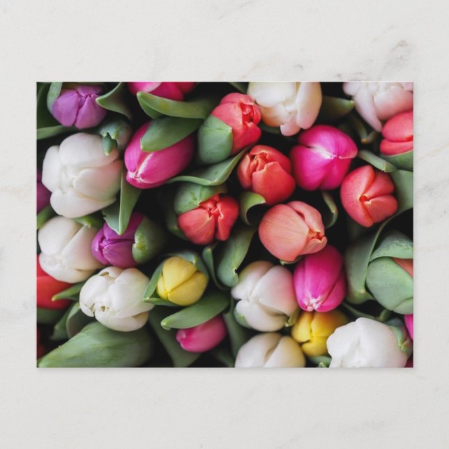 Tulips Colourful Flowers Easter Spring Postcard (Front)