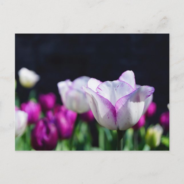 Tulips Delight Postcard (Front)