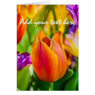 Tulips Enchanting