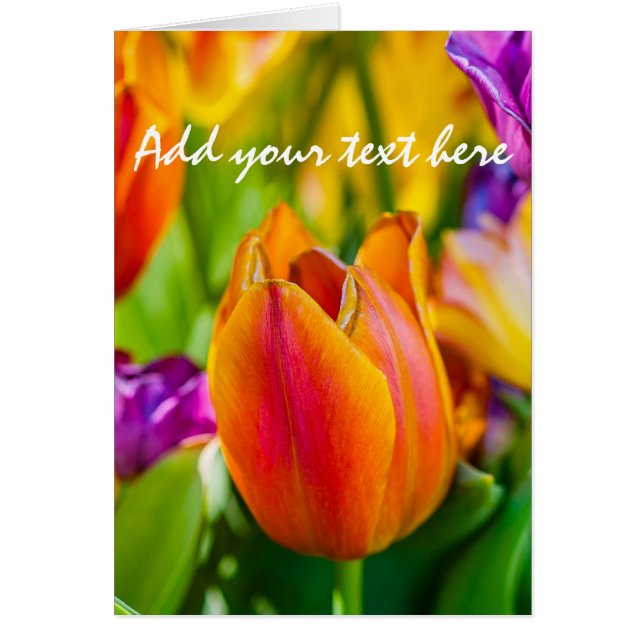 Tulips Enchanting (Front)