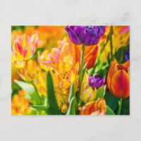 Tulips Enchanting 01