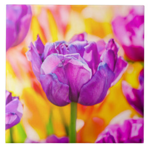 Tulips Enchanting 06 Tile