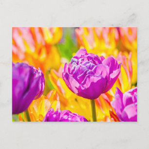 Tulips Enchanting 12 Postcard