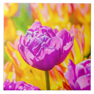 Tulips Enchanting 12 Tile