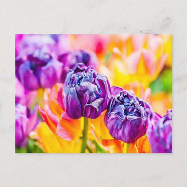 Tulips Enchanting 14 Postcard (Front)