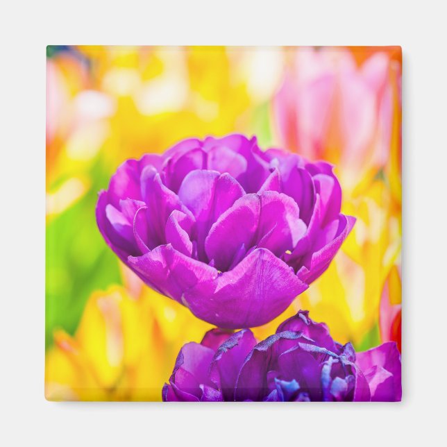 Tulips Enchanting 15 Magnet (Front)