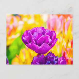 Tulips Enchanting 15 Postcard