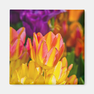 Tulips Enchanting 16 Magnet