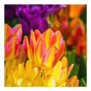 Tulips Enchanting 16 Photo Print