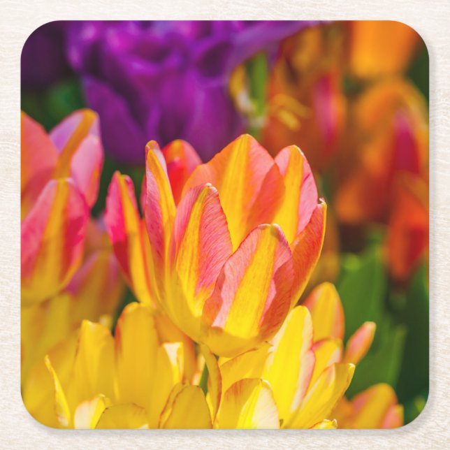 Tulips Enchanting 16 Square Paper Coaster (Front)