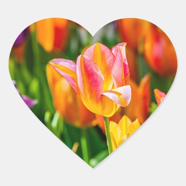 Tulips Enchanting 17 Heart Sticker (Front)