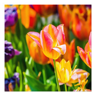 Tulips Enchanting 17 Photo Print
