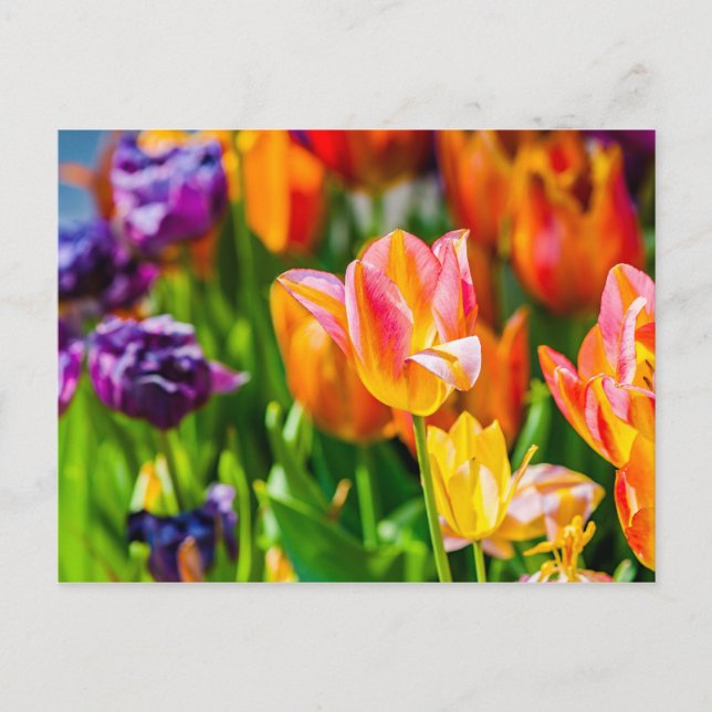 Tulips Enchanting 17 Postcard (Front)