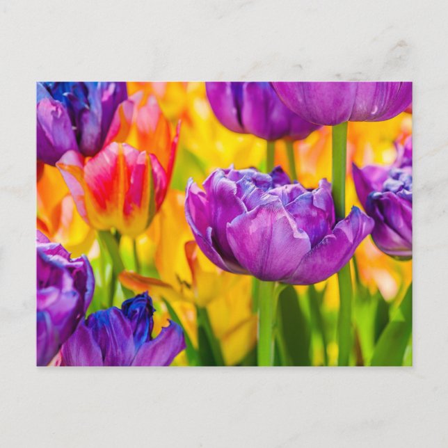 Tulips Enchanting Deep Pink Postcard (Front)