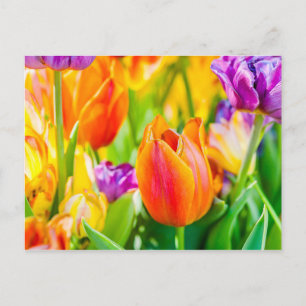 Tulips Enchanting Postcard