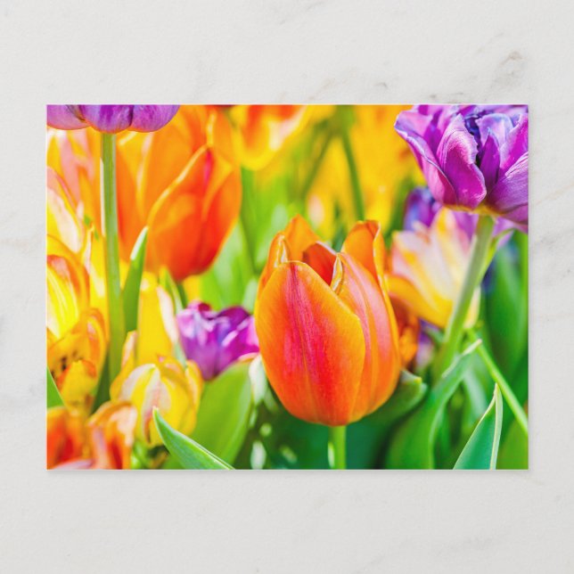 Tulips Enchanting Postcard (Front)
