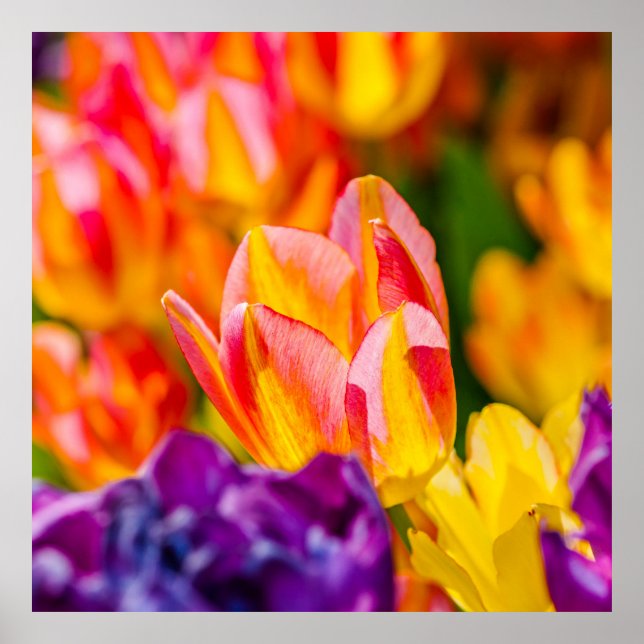 Tulips Enchanting Poster (Front)